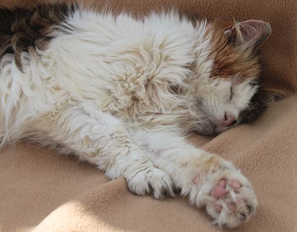 sleeping-conservatory